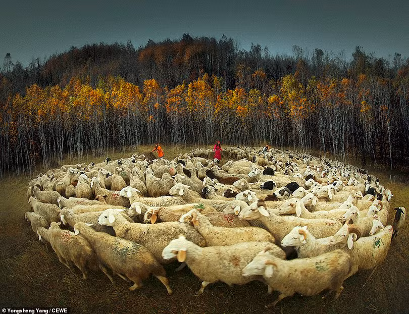 Những tác phẩm ấn tượng Cuộc thi ảnh CEWE Photo Award 2019