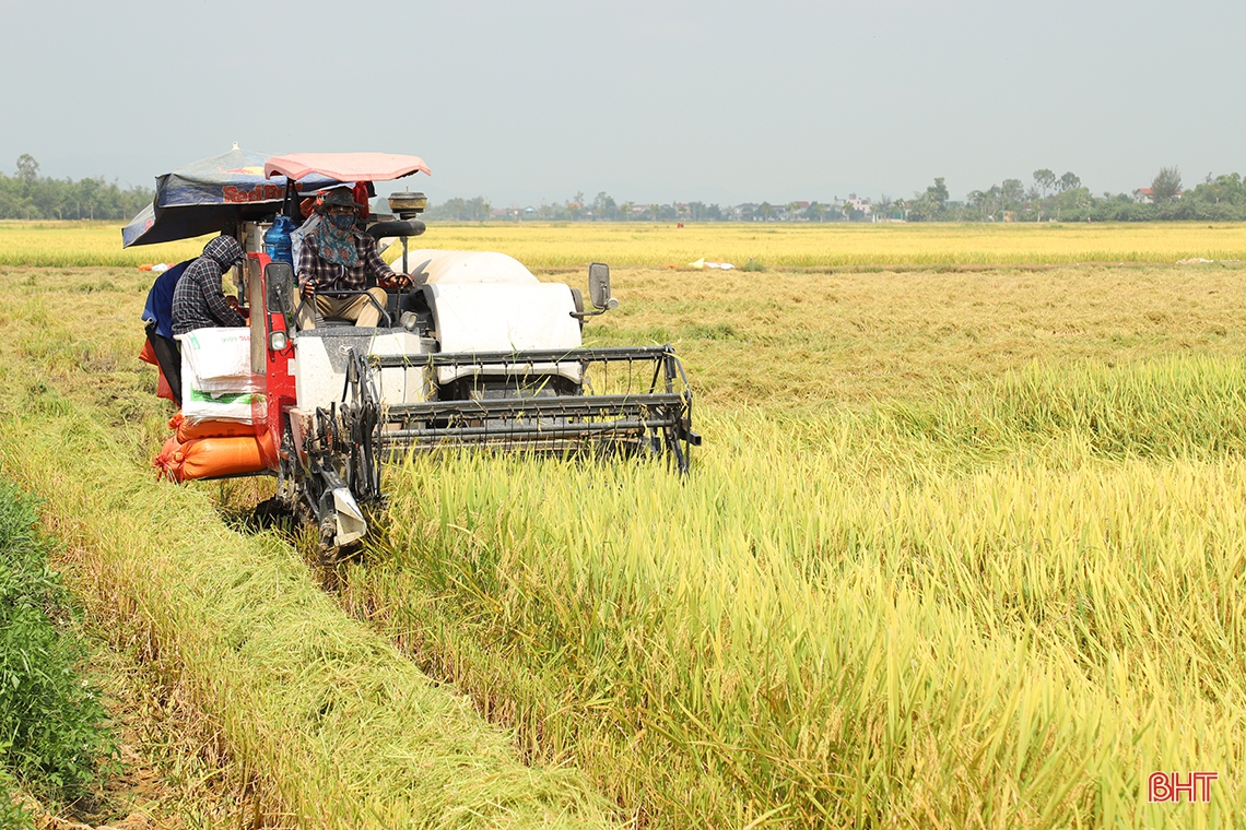 Chủ tịch UBND tỉnh Hà Tĩnh: Phấn đấu hoàn thành thu hoạch lúa xuân trước 20/5