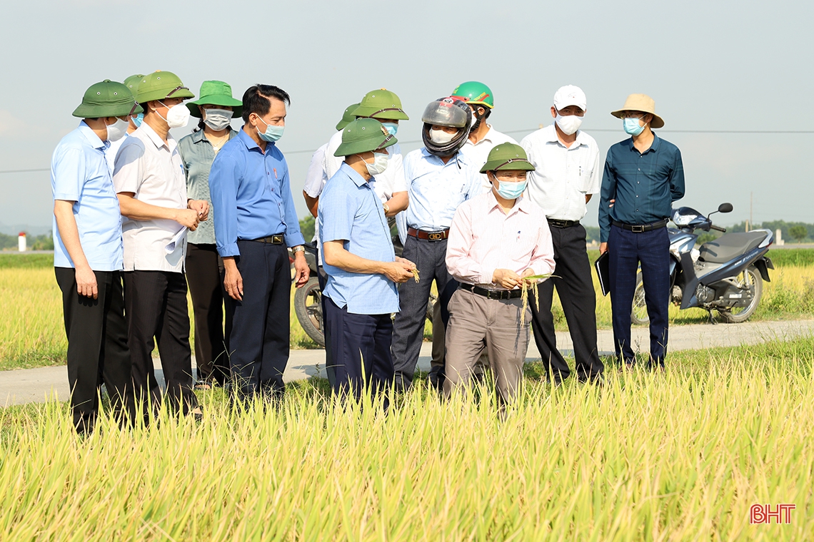 Chủ tịch UBND tỉnh Hà Tĩnh: Phấn đấu hoàn thành thu hoạch lúa xuân trước 20/5