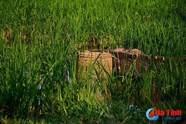 photo thu vui dat do buong cau o cac vung nong thon ha tinh