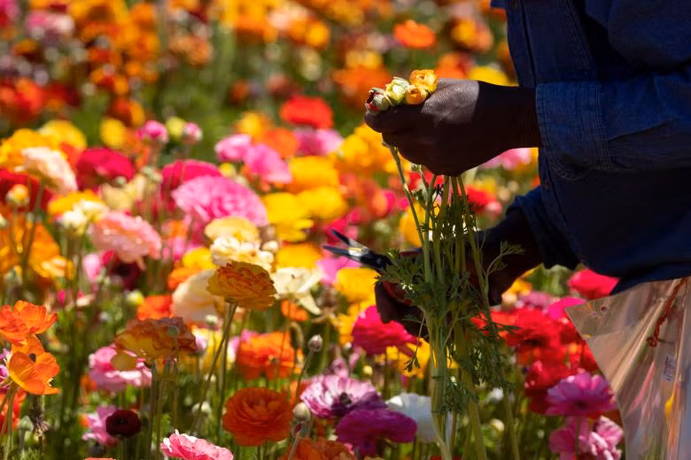 ngam canh dong hoa mao luong day mau sac o california my
