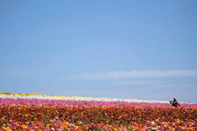 ngam canh dong hoa mao luong day mau sac o california my