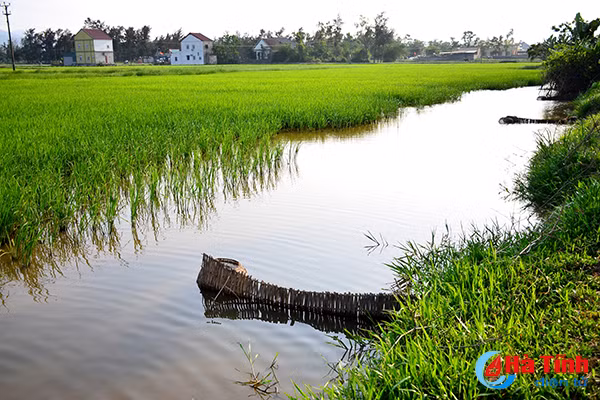 photo thu vui dat do buong cau o cac vung nong thon ha tinh