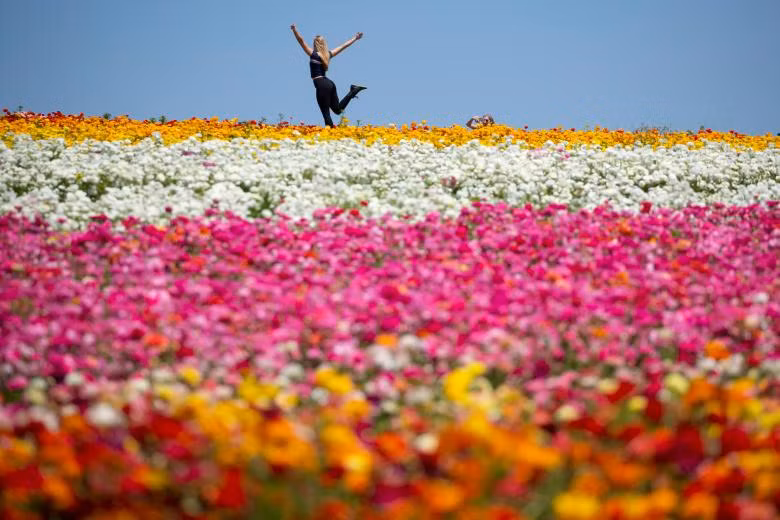 ngam canh dong hoa mao luong day mau sac o california my