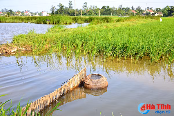 photo thu vui dat do buong cau o cac vung nong thon ha tinh