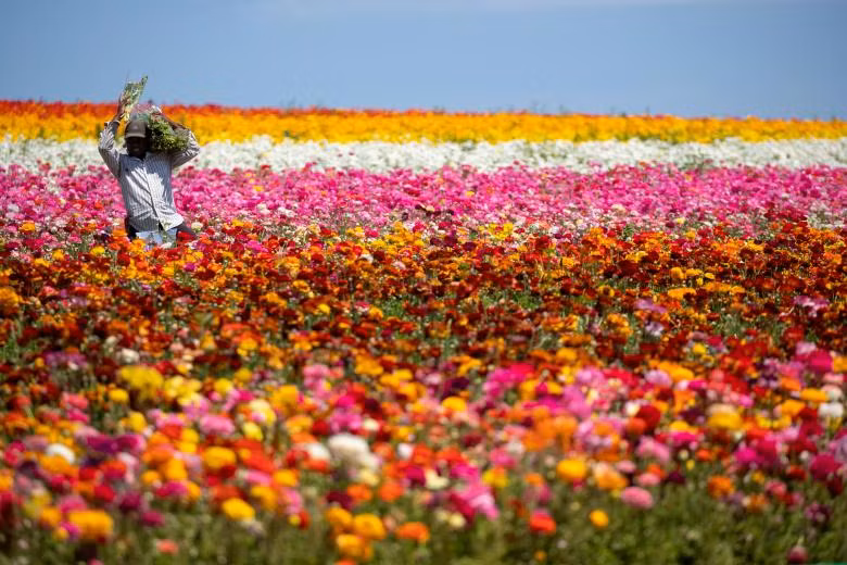 ngam canh dong hoa mao luong day mau sac o california my