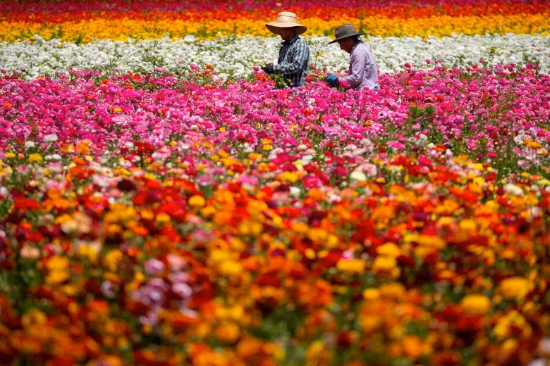 ngam canh dong hoa mao luong day mau sac o california my