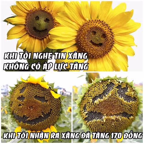 anh che gia xang tang lan thu tu lien tiep