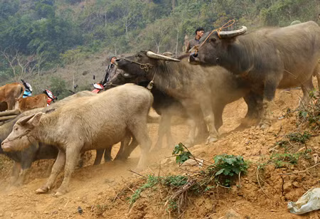 nhung khu cho ky di doc dao chi co o viet nam