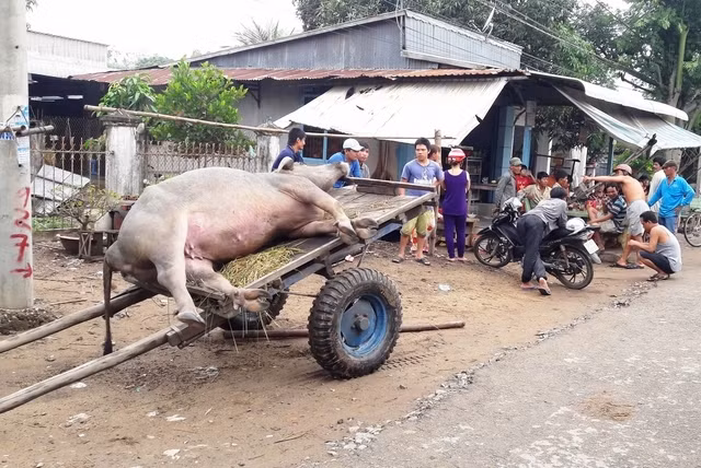 vua chuyen mua mua nhieu nguoi tu vong do set danh