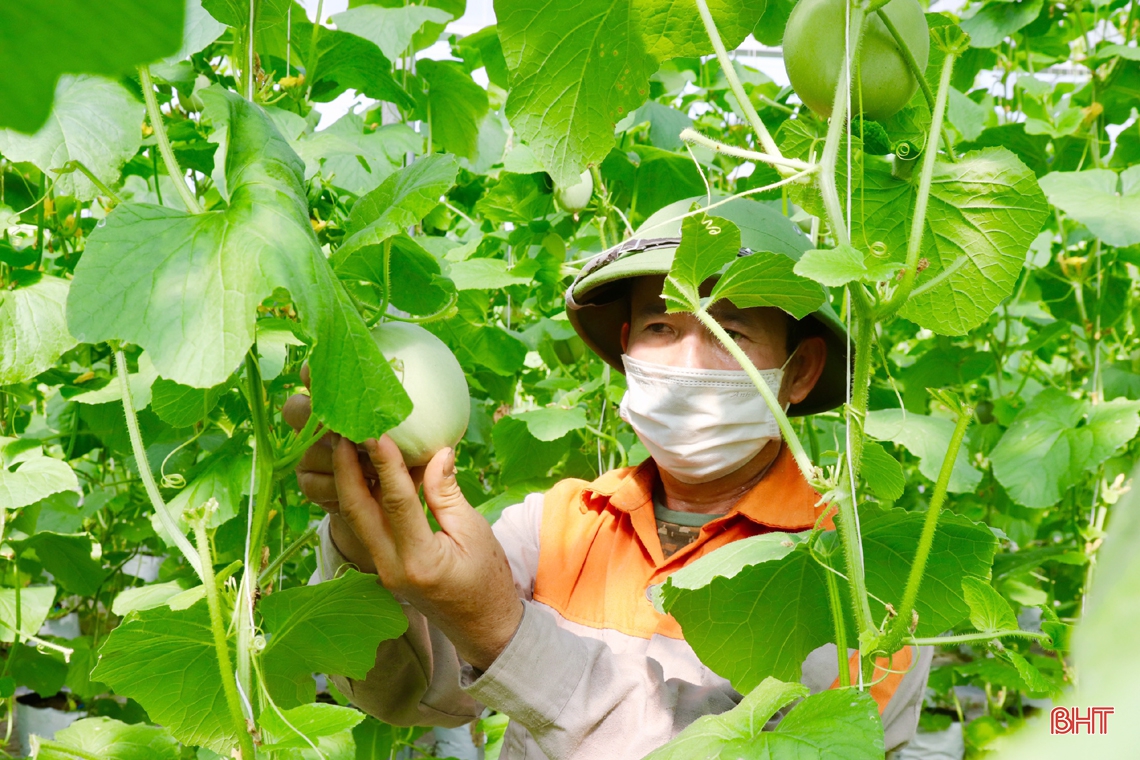“Mát mắt” mô hình trồng dưa nhà lưới công nghệ cao của lão nông xứ Cẩm