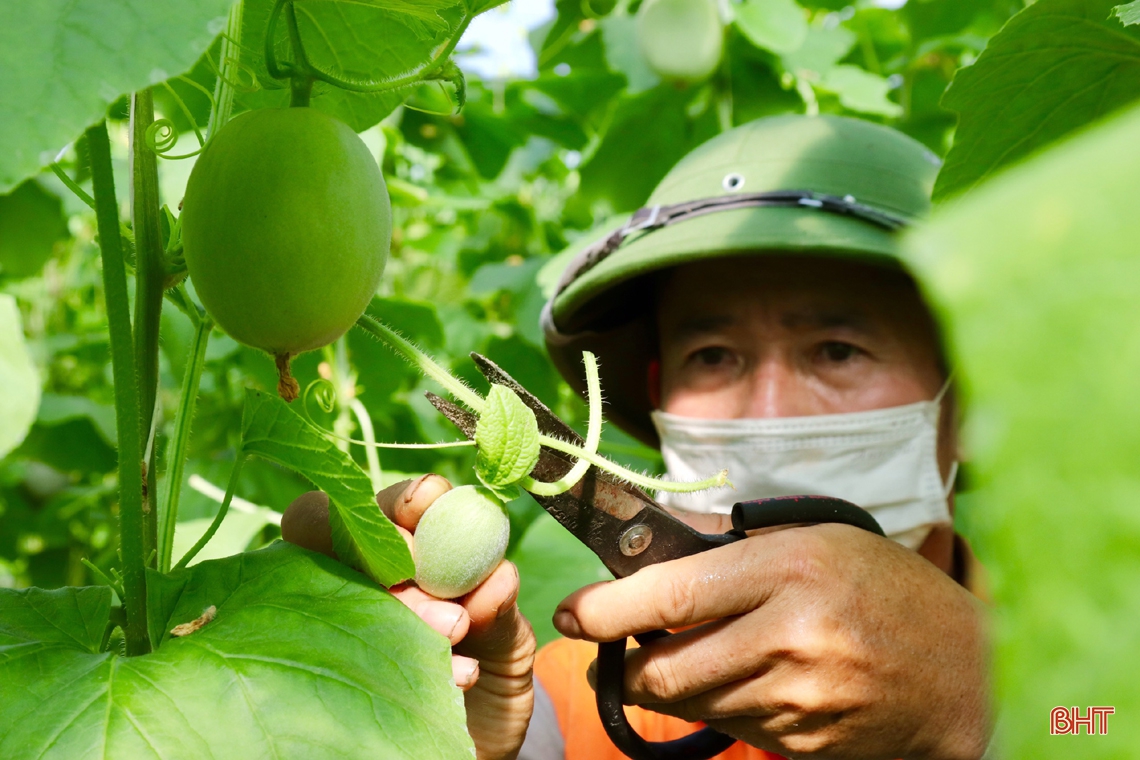 “Mát mắt” mô hình trồng dưa nhà lưới công nghệ cao của lão nông xứ Cẩm