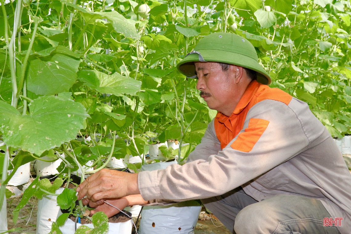 “Mát mắt” mô hình trồng dưa nhà lưới công nghệ cao của lão nông xứ Cẩm
