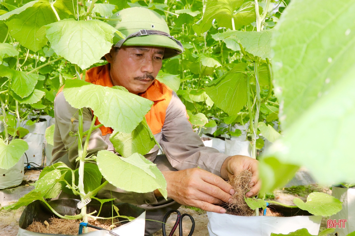 “Mát mắt” mô hình trồng dưa nhà lưới công nghệ cao của lão nông xứ Cẩm