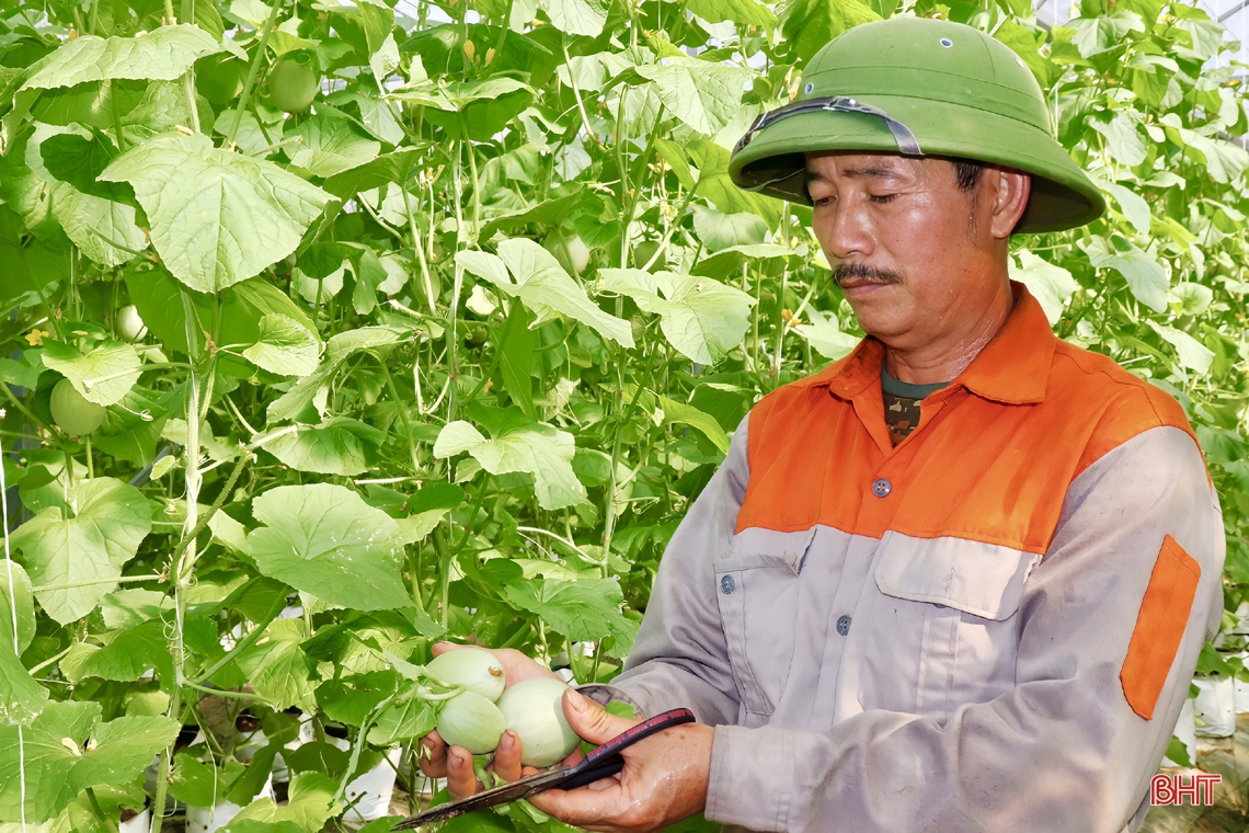 “Mát mắt” mô hình trồng dưa nhà lưới công nghệ cao của lão nông xứ Cẩm