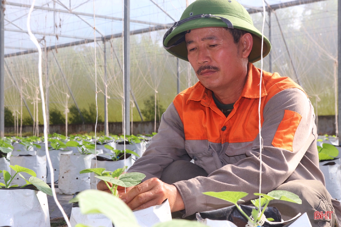 “Mát mắt” mô hình trồng dưa nhà lưới công nghệ cao của lão nông xứ Cẩm