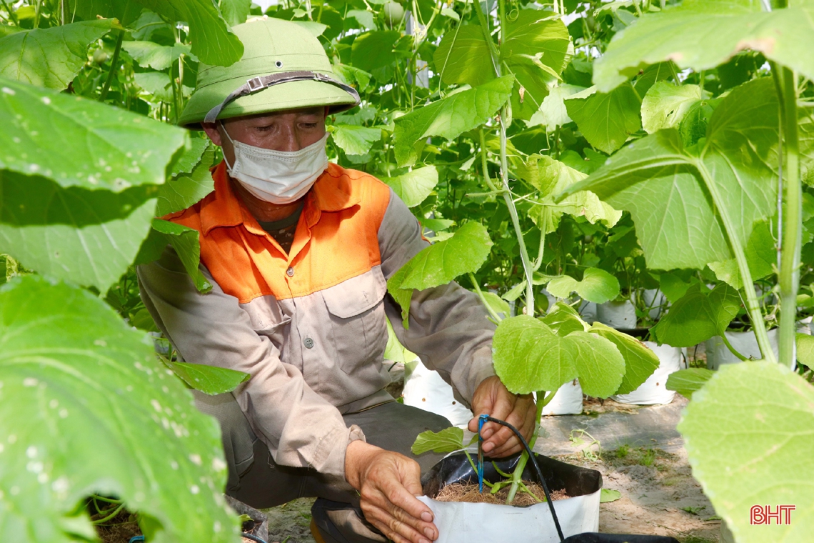 “Mát mắt” mô hình trồng dưa nhà lưới công nghệ cao của lão nông xứ Cẩm