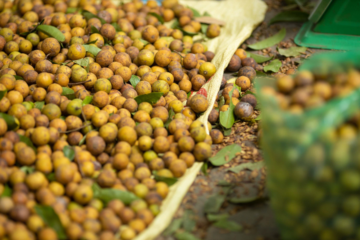 Mùa thu Hà Nội